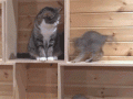 tumblr-n4urbx9zsr1tavan9o1-400.gif